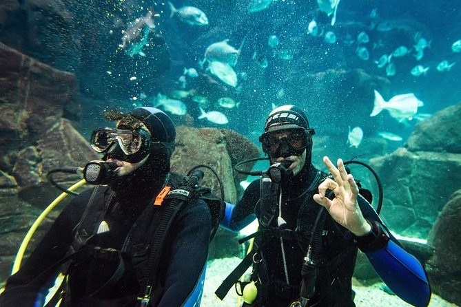 Diving in the Madeira Aquarium - Highlights of the Dive