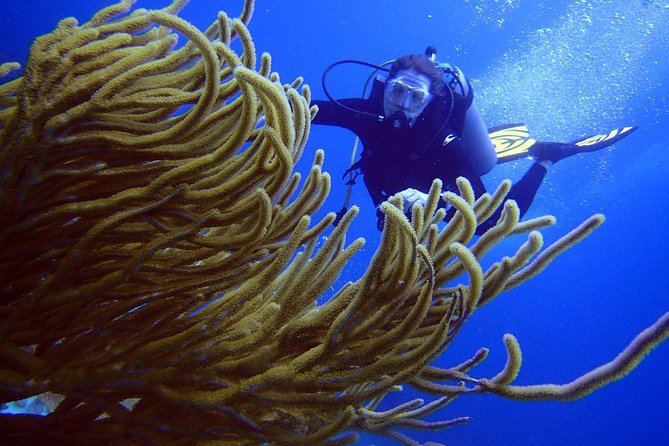 Diving in the Mexican Caribbean for Beginners | 2 Tanks 2 Dives | All Inclusive - Transportation and Meeting Point Details