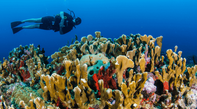 Diving + MUSA - Exploring the Underwater Museum