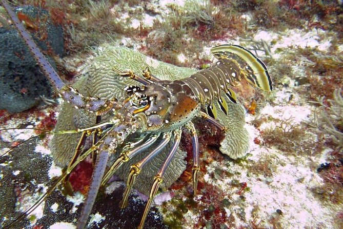 Diving Package Sea and Cenotes - Cozumel Reef Diving
