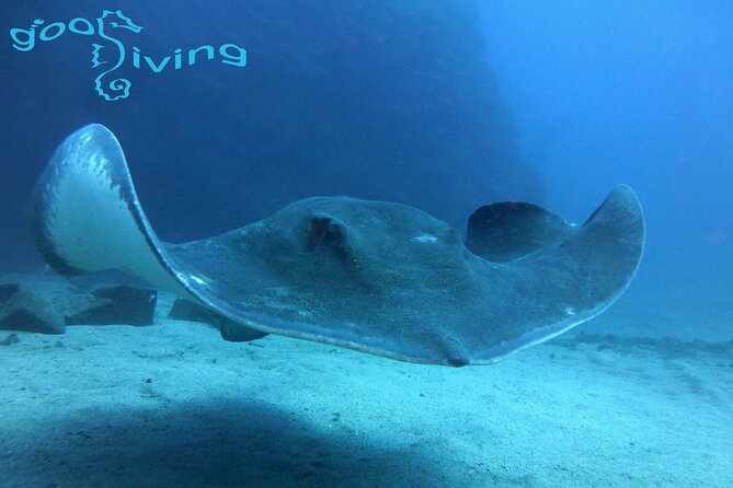 Diving Packages With Transfers in Tenerife - Key Points
