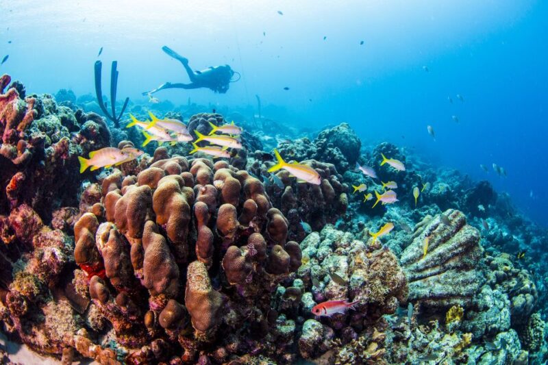 Diving Santa Marta & Tayrona for Certified Divers (2 Tanks) - Activity Overview