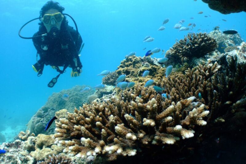 Diving Santa Marta & Tayrona for Certified Divers (2 Tanks) - Equipment and Inclusions