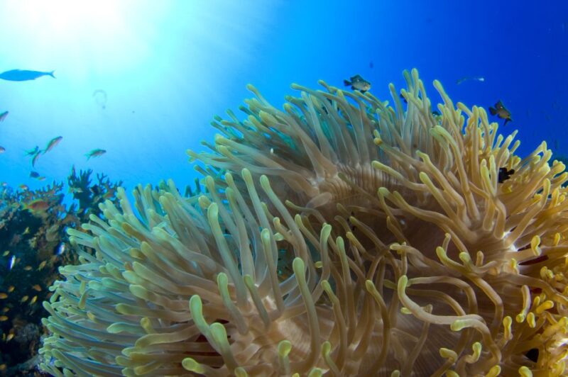 Diving Santa Marta & Tayrona for Certified Divers (2 Tanks) - Customer Reviews