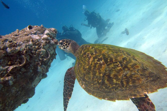 Diving Tour for Certified Divers From Koh Samui - Meeting and Pickup Details