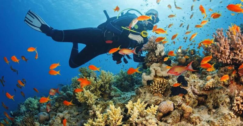 Diving Tour From Side With Lunch Included - Customer Reviews