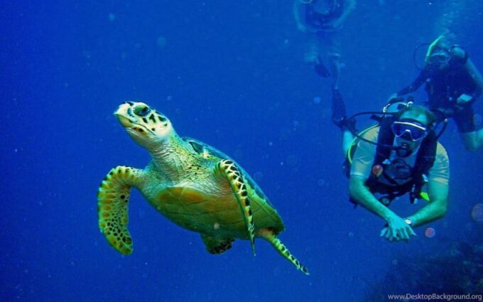 Diving Tour From Side With Lunch Included - Booking and Cancellation
