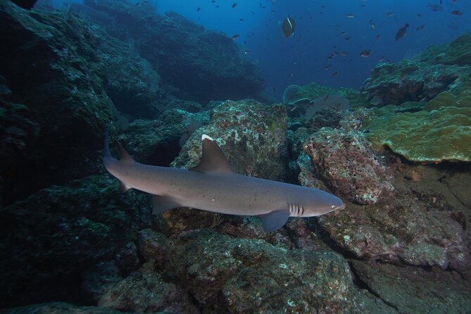 Diving Tour in Isla Del Caño for Certified Divers - Health and Safety Considerations