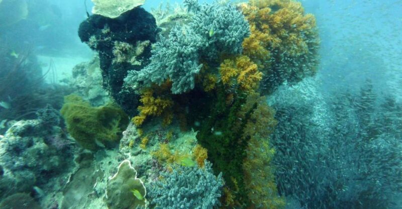 Diving Tour Karimunjawa (Private Tour) - Itinerary