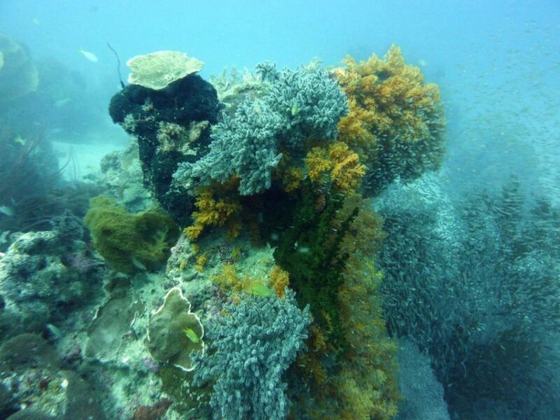 Diving Tour Karimunjawa (Private Tour) - Experience Highlights