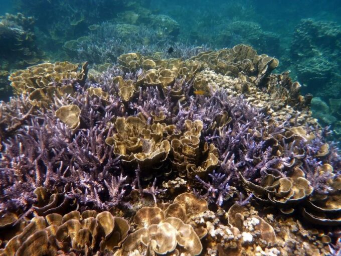 Diving Tour Karimunjawa (Private Tour) - Pricing