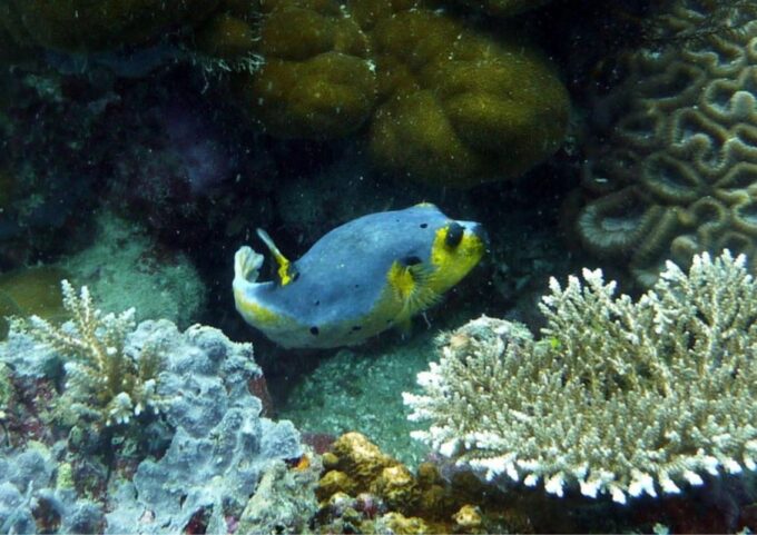 Diving Tour Karimunjawa (Private Tour) - Booking Details