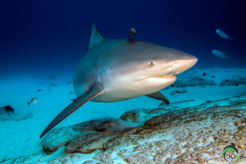 Diving Trip With Bull Sharks in Playa Del Carmen - Key Points