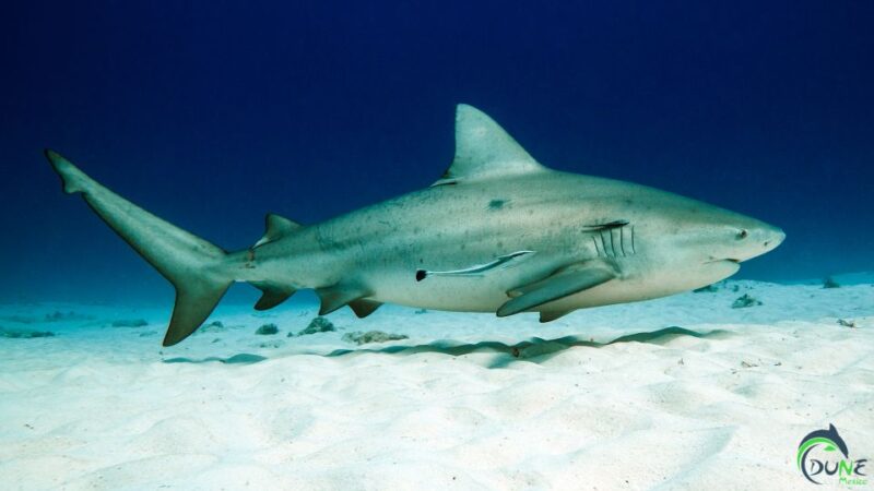 Diving Trip With Bull Sharks in Playa Del Carmen - Included Services