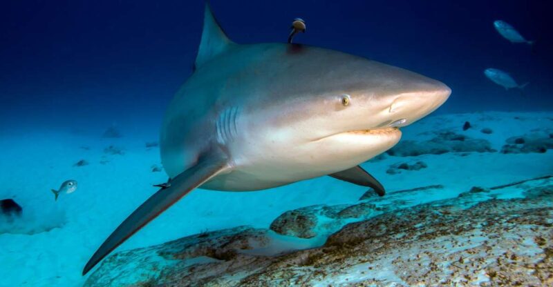 Diving Trip With Bull Sharks in Playa Del Carmen - Requirements and Restrictions