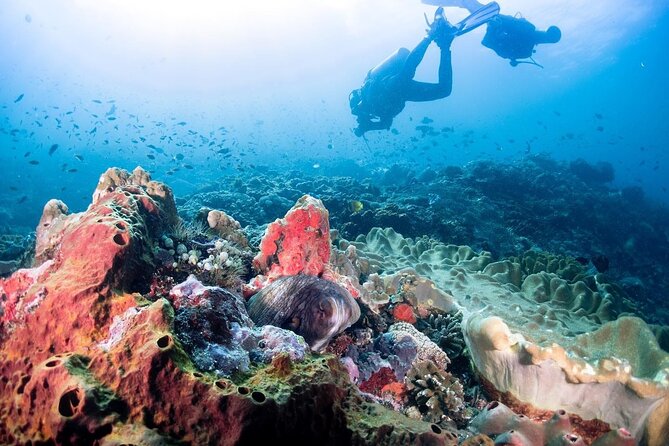 Diving With Manta Ray at Nusa Penida - Services and Inclusions