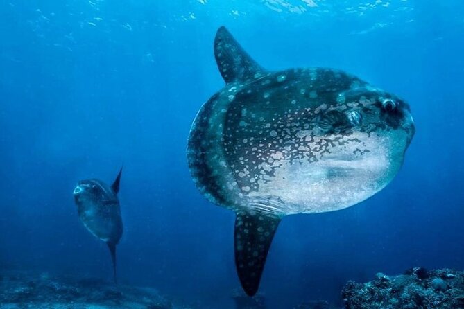 Diving With Manta Ray at Nusa Penida - Accessibility and Transportation