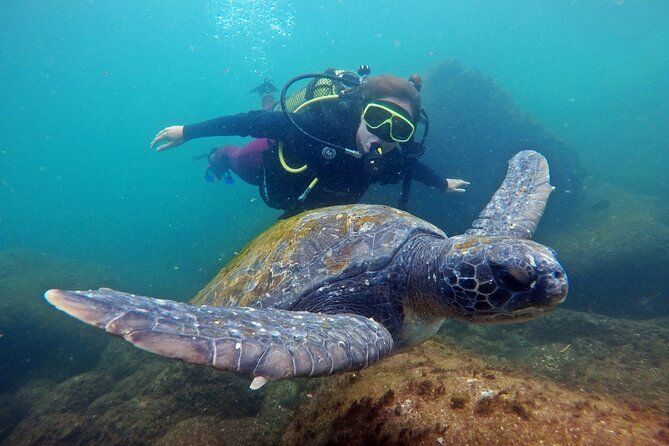 Diving With Turtles in Floripa - Commitment to Sustainability and Responsible Adventure
