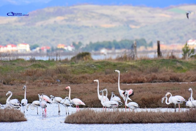 Divjaka-Karavasta Private Tour With Optional Activities  - Tirana - Customer Support and Assistance
