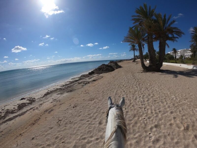 Djerba: 2-Hour Lagoon Horse Riding Experience - Scenic Highlights of Djerba