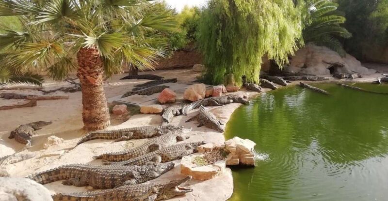 Djerba: Explore Park and Crocodile Farm With Pickup - Key Points