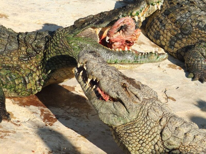 Djerba: Explore Park and Crocodile Farm With Pickup - Lalla Hadria Museum Highlights