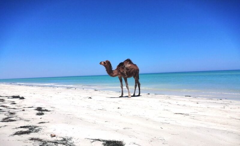 Djerba: Guided Camel Ride With Blue Lagoon Visit - Key Points