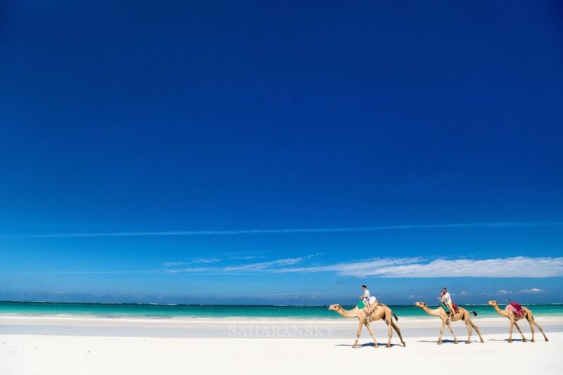 Djerba: Lagoon Camel Ride Experience - Key Points