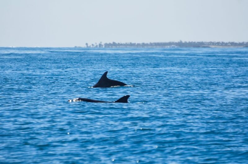 Djerba: Pirate Ship Trip to Flamingo Island - Itinerary Details