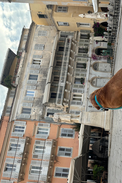 Dog City Tour or Enjoy the City With 4 Paws Guide - Client Benefits