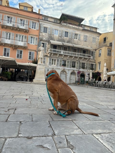 Dog City Tour or Enjoy the City With 4 Paws Guide - Meeting Point and Languages