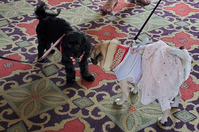 Dog Day of Summer Harbor Cruise in Boston - Guest Reviews and Feedback