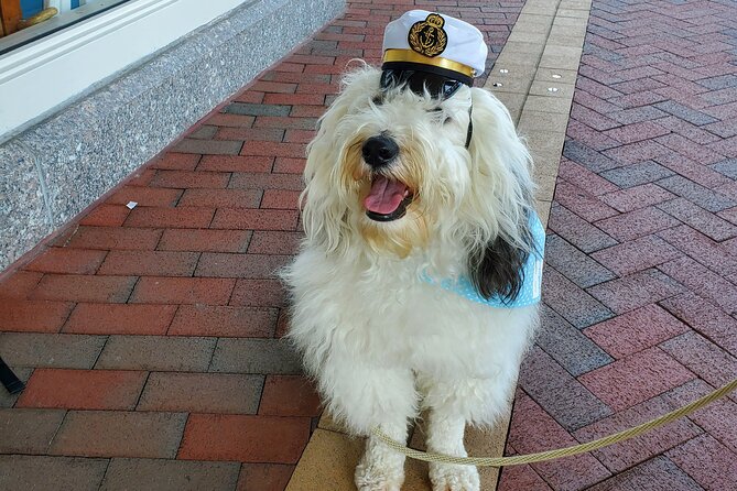 Dog Day of Summer Harbor Cruise in Boston - Preparing for the Cruise