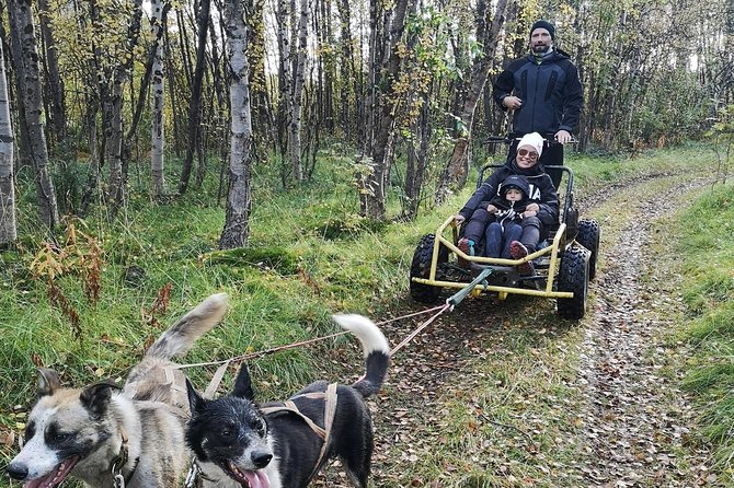 Dog Driving With Dog Carriage in the Alta Valley Along the Famous Salmon River - Key Points