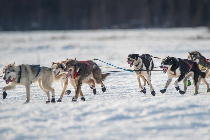 Dog-Pulled ATV Experience|Fairbanks|The Date With Aurora Alaska - Key Points