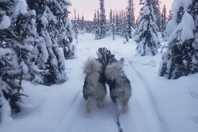 Dog Sled Adventure - Accessibility and Participation