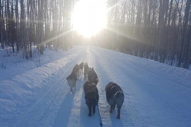 Dog Sled Adventure - Reviews and Ratings