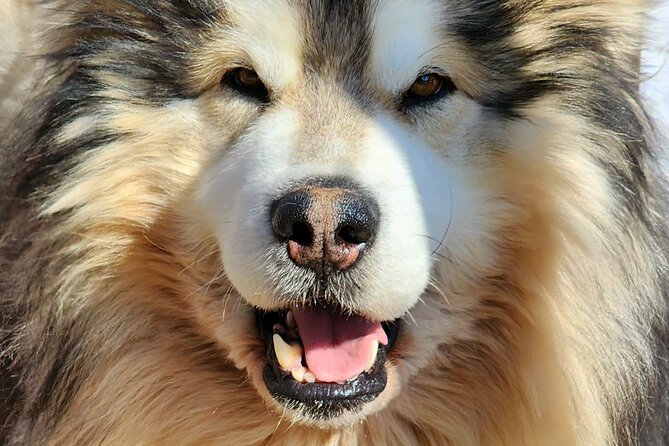 Dog Sled Adventure - Location and Meeting Point