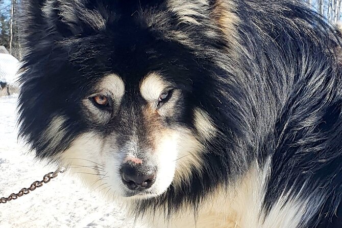 Dog Sled Adventure - Private Tour Highlights