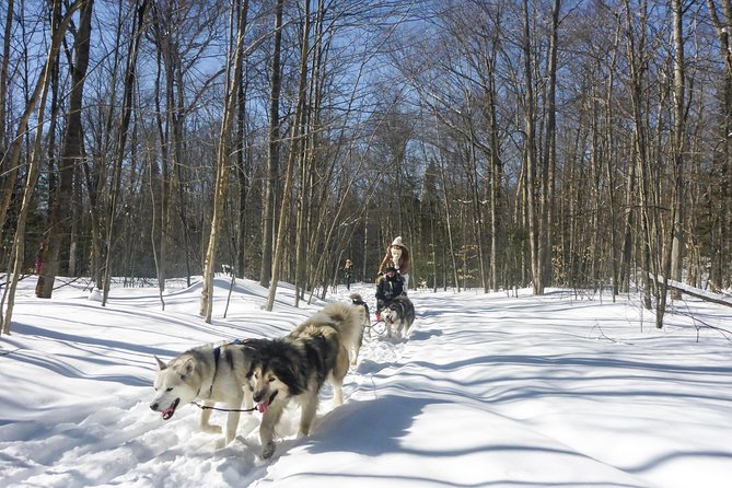 Dog Sledding Adventure From Toronto Private Tour - Quintessential Canadian Winter Experience