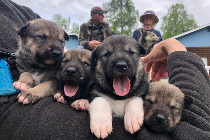 Dog Sledding Adventure in Willow, Alaska - Logistics and Pricing