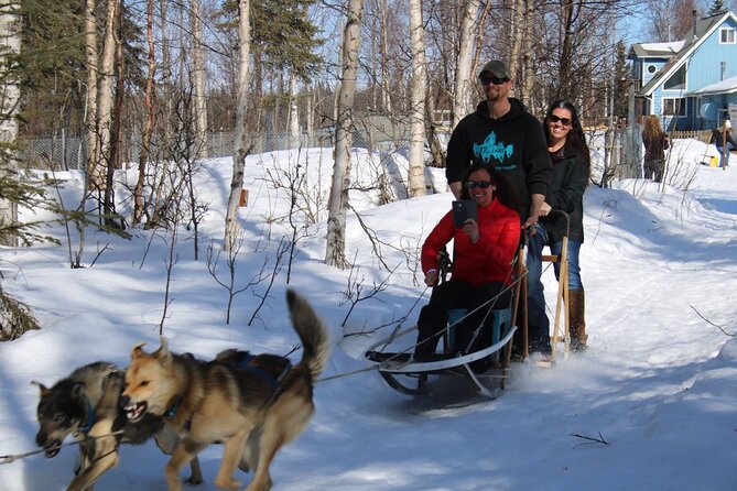 Dog Sledding Adventure in Willow, Alaska - Family-Owned Dog Sledding