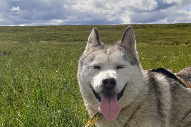 Dog Sledding and Mushing Experience by Siberian Husky in Iceland - Discover Askja & Holuhraun Landscapes
