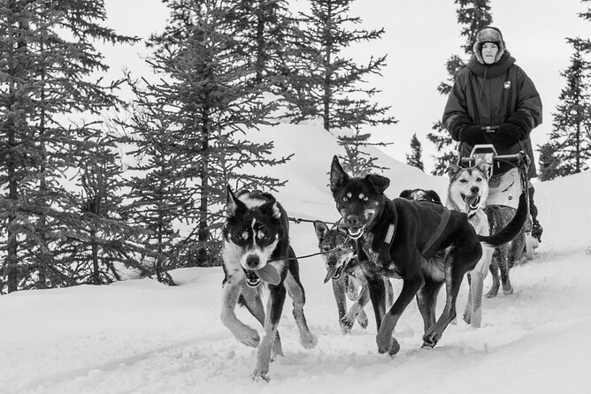 Dog Sledding - Subarctic Wilderness Tour - Tour Details