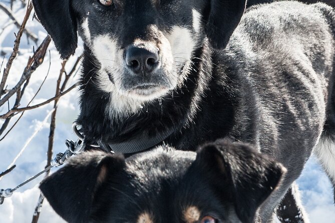 Dog Sledding - Subarctic Wilderness Tour - Preparing for the Adventure