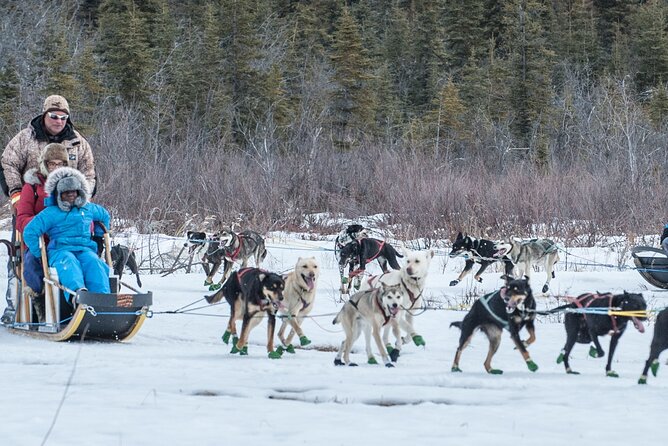 Dog Sledding - Subarctic Wilderness Tour - Unique Experiences at the Kennel
