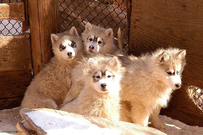 Dogsled Adventure in Mont-Tremblant - Meeting and Pickup Details