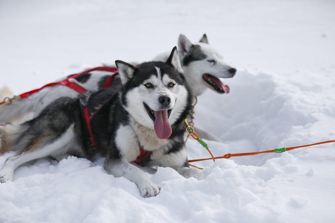 Dogsled Adventure in Mont-Tremblant - Preparing for the Adventure