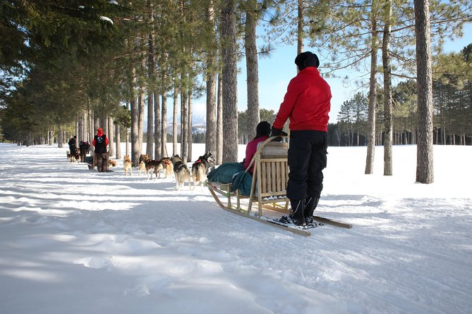 Dogsled Adventure in Mont-Tremblant - Interacting With the Sled Dogs