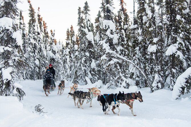 Dogsled and Reindeer Day Trip to Borealis Basecamp - Overview of the Dogsled and Reindeer Experience